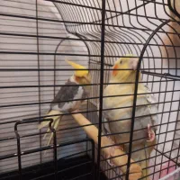 جفت عروس هلندی نر  و ماده|پرنده|مشهد, الهیه|دیوار