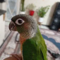 گیرینچیک 3ماهه سخنگو دستی