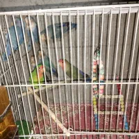 طوطی برزیلی