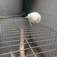 .مرغ..عشق نر دستی|پرنده|هشتگرد, شهرک راه آهن|دیوار