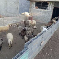 فروش ۲۰ راس بره چاق پرواری