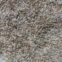 کتان و قوش دنی