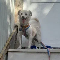 واگذاری سگ معاوضه با پرنده|سگ|کرمانشاه, |دیوار