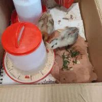 آبخوری و دونخوری بزرگ|حیوانات مزرعه|تهران, پاسداران|دیوار