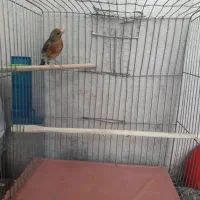 جوجه سره قناری چهار ماه معاوضه باطوطی گلدین قناری|پرنده|تهران, توحید|دیوار