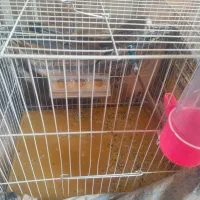 مرغ عشق دستی