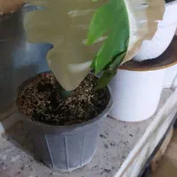 انجیری ابلق زیبا پربرگ|گل و گیاه طبیعی|بیرجند, |دیوار