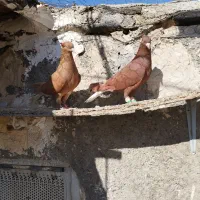 دوجفت دم سفید سیاه و زرد و سرخ