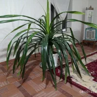 فروش گل پاندانوس