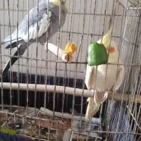 دو طوطی به فروش میرسد