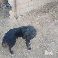 دورود بر شما خوبان نژاد گله|سگ|لاران, |دیوار