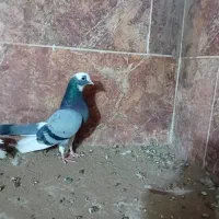 ۷ عدد شازده سبز وسیاه|پرنده|اردکان, |دیوار