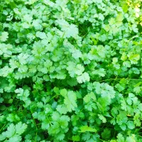 گشنیز گشنیز تازه و درجه یک