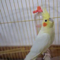 عروس هلندی لوتینو|پرنده|شیراز, تل حسین‌آباد|دیوار