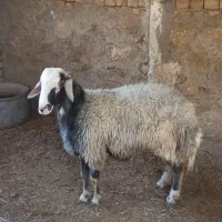 بره قوچی|حیوانات مزرعه|زنده رود, |دیوار