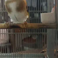 (( جوجه سهره ))|پرنده|تهران, بازار|دیوار