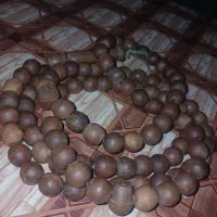 تسبیح با چوب عناب