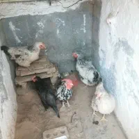 مرغ خروس|حیوانات مزرعه|خوسف, |دیوار