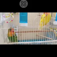 طوطی برزیلی|پرنده|تهران, ایرانشهر|دیوار