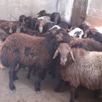 ۱۵راس بره نرقزل چاق گوشتی|حیوانات مزرعه|کوراییم, |دیوار