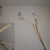 فنچ نرگسی بشرط مولد