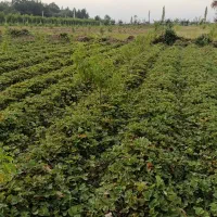 نهال توت فرنگی سابرینا