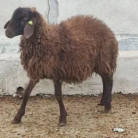 فروش قوچ هترو