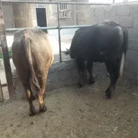 گاومیش ماده