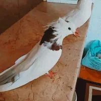 کبوتر نقابی