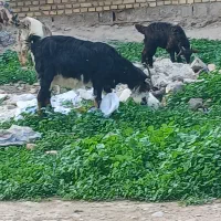 بز،بیگ،تیشتر|حیوانات مزرعه|دزفول, |دیوار