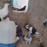 کبوتر|پرنده|خاش, |دیوار