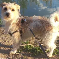 واگذاری|سگ|تهران, مروارید شهر|دیوار