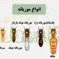 سم پاشی موریانه زدایی