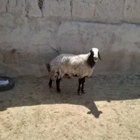 قوچ شال