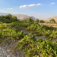 فروش زمین ۳۰۰ متری|فروش زمین و ملک کلنگی|شازند, |دیوار