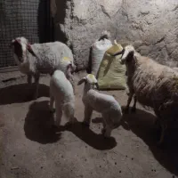 گوسفندوبره|حیوانات مزرعه|کرمانشاه, |دیوار