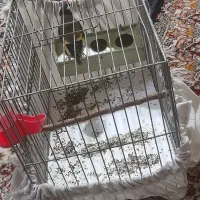 سهره نیمه رام