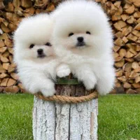 پرورش تخصصی سگ پامر خرسی در شیراز.پامرانین تیکاپ|سگ|شیراز, زند|دیوار