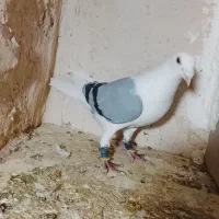 پشتار المانی