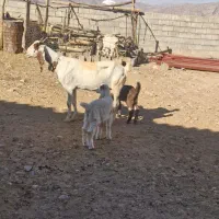 بزگلابی نربز میش بره و...|حیوانات مزرعه|لردگان, |دیوار