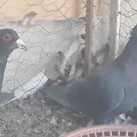 فروش ۲عددکلاغ|پرنده|رفسنجان, |دیوار