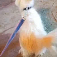 سگ پا کوتاه