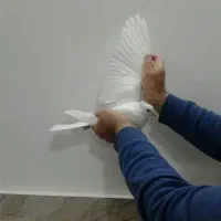 شازده سرور کبوتر|پرنده|قم, زاویه|دیوار