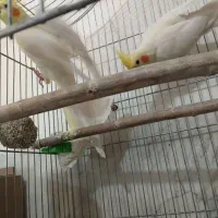 فروش عروس هلندی لوتینو