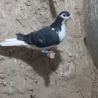 کبوتر|پرنده|چناران, |دیوار