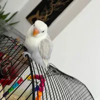 طوطی برزیلی نر سخن گو