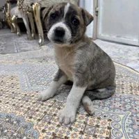 واگذاری رایگان