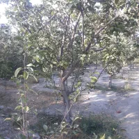 فروش چوب به