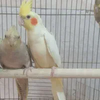 عروس هلندی