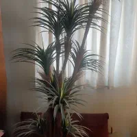 درختچه